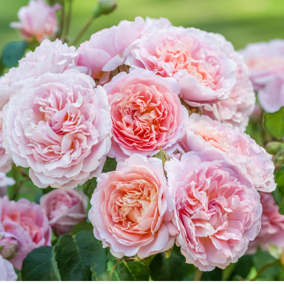 ユーステイシア・ヴァイ裸苗 - Eustacia Vye (Ausegdon) - david-austin-roses-japan