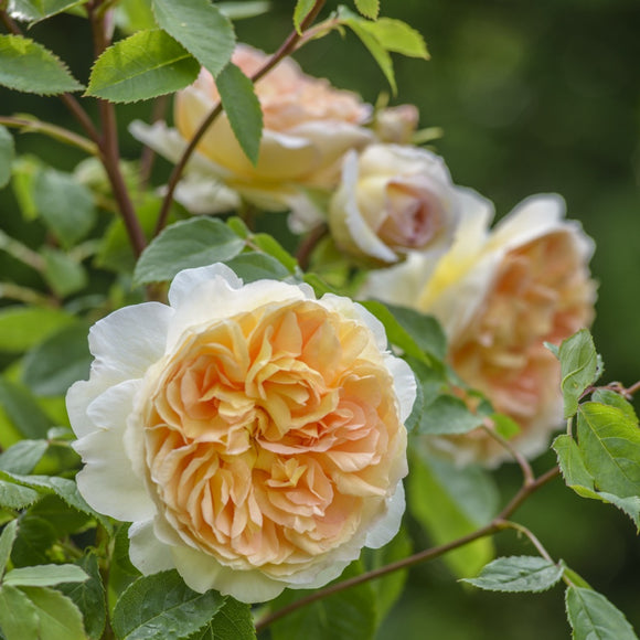 バスシーバ裸苗 - Bathsheba (Auschimbley) - david-austin-roses-japan