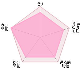 ジェームズ・L. オースチン鉢苗 - James L. Austin Potted (Auspike) - david-austin-roses-japan