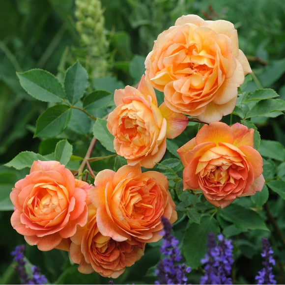 レディ・オブ・シャーロット15L鉢苗 - Lady of Shalott 15L (Ausnyson) - david-austin-roses-japan