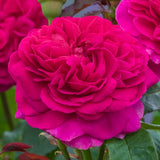 ガブリエル・オーク 鉢苗 - Gabriel Oak (Auscrowd) - david-austin-roses-japan