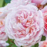 ユーステイシア・ヴァイ  15L鉢苗 - Eustacia Vye Potted 15L (Ausegdon) - david-austin-roses-japan