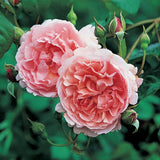 ストロベリー・ヒルつるバラ15L鉢 - Strawberry Hill Potted 15L CLG (Ausrimini) - david-austin-roses-japan