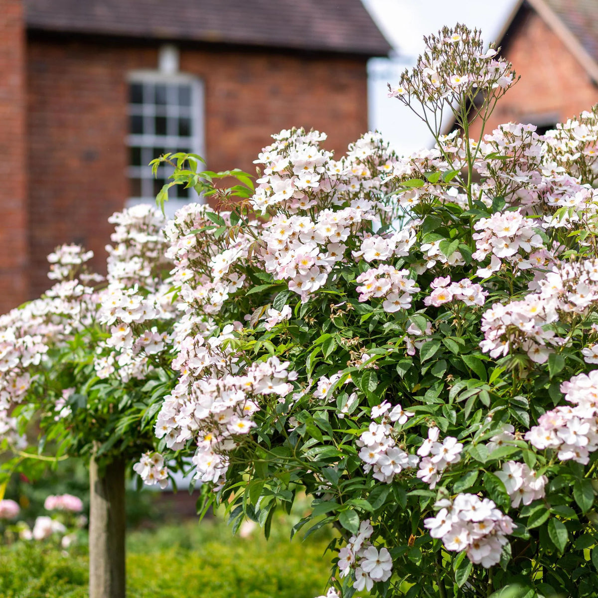 フランシス・E・レスター鉢苗 Francis E. Lester David Austin Roses Japan