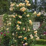 クラウン・プリンセス・マルガリータ つるバラ鉢苗 - Crown Princess Margareta Climbing Potted (Auswinter) - david-austin-roses-japan