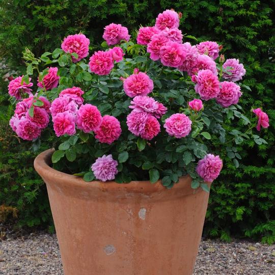 プリンセス・アン 15L鉢苗 - Princess Anne Potted 15L(Auskitchen)