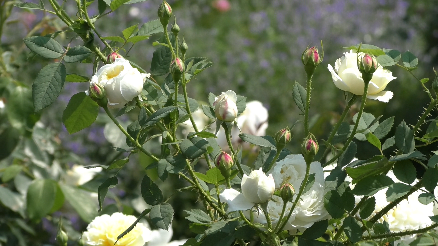 ザ・カントリー・パーソン 鉢苗 - The Country Parson Potted (Ausclergy)