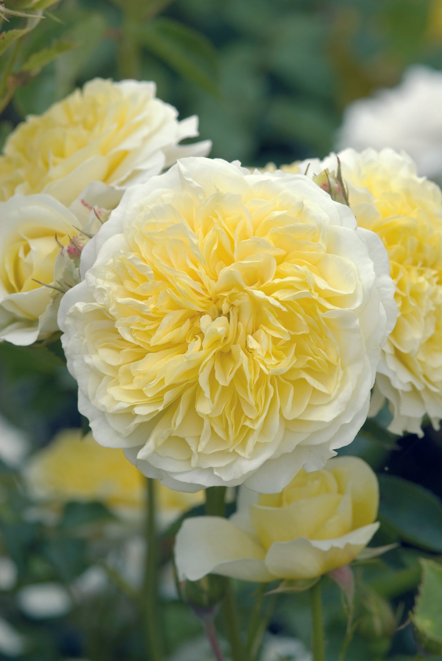 ザ・ピルグリム鉢苗 - The Pilgrim Potted (Auswalker)