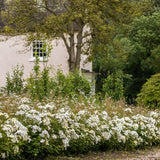 キュー・ガーデン鉢苗 - Kew Gardens Potted (Ausfence)
