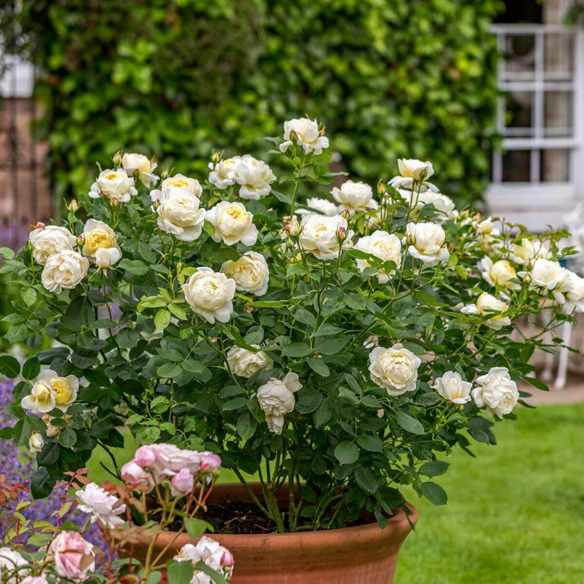 ヴァネッサ・ベル 鉢苗 - Vanessa Bell Potted (Auseasel)