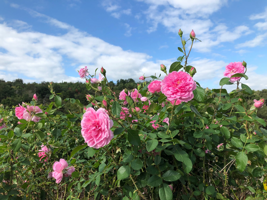 2019/10/25: 秋のイングリッシュローズガーデン