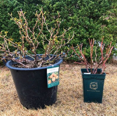 2019/03/12 ブログ：植え替えについて