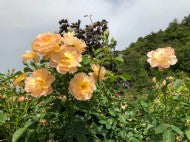 2019/06/07 ブログ