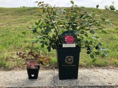 2019/06/21 ブログ： 植え替えについて