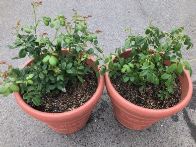 20190712: バラは簡単か、難しいか　その2