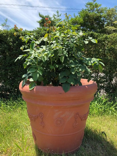 2019/08/15 ブログ： バラは簡単か、難しいか　その4