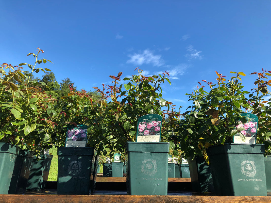 2019/09/13: 夏の疲れに肥料