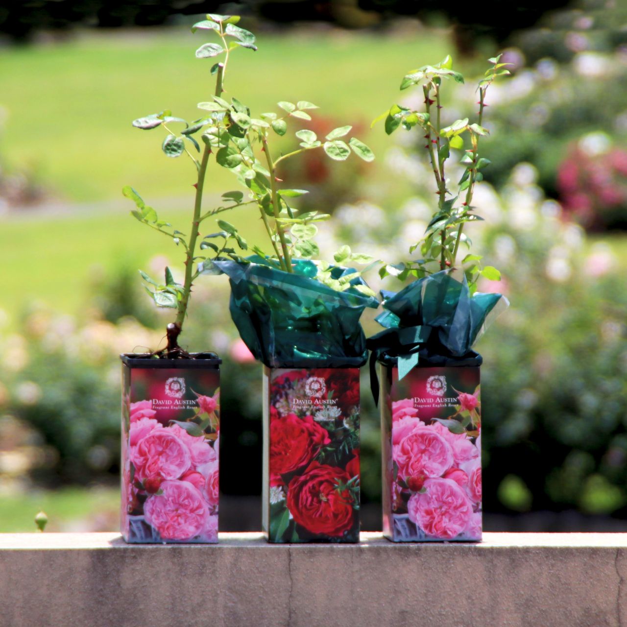 コレクション – David Austin Roses Japan