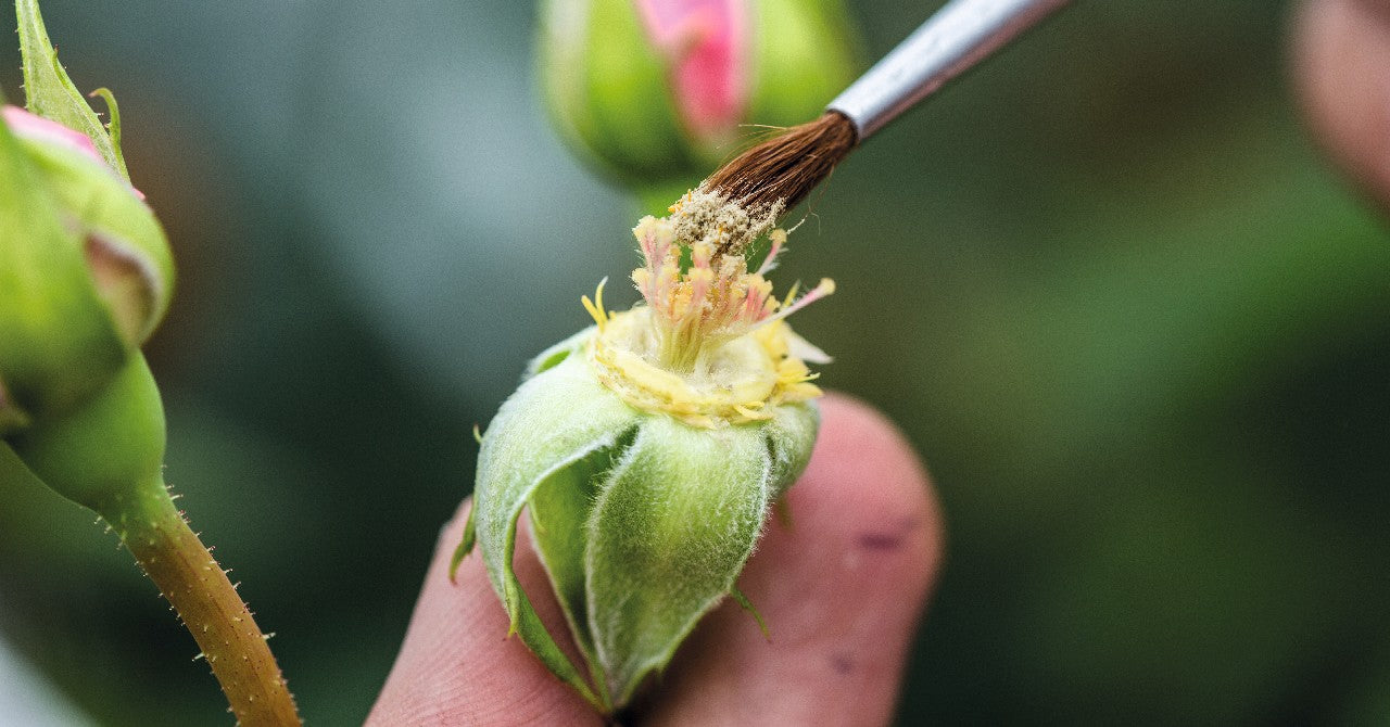 イングリッシュローズについて – David Austin Roses Japan