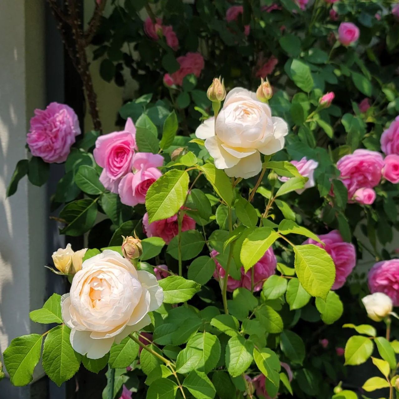 ウィンダミア - Windermere (Aushomer) – David Austin Roses Japan