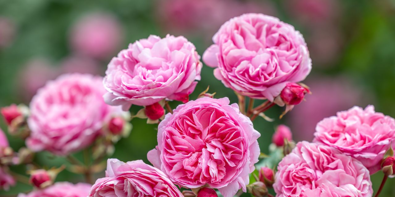 ドルチェアンドガッバーナ　スカーフ　バラ　薔薇　ローズ　ピンク　時計 ドルチェアンドガッバーナ スカーフ バラ 薔薇 ローズ ピンク