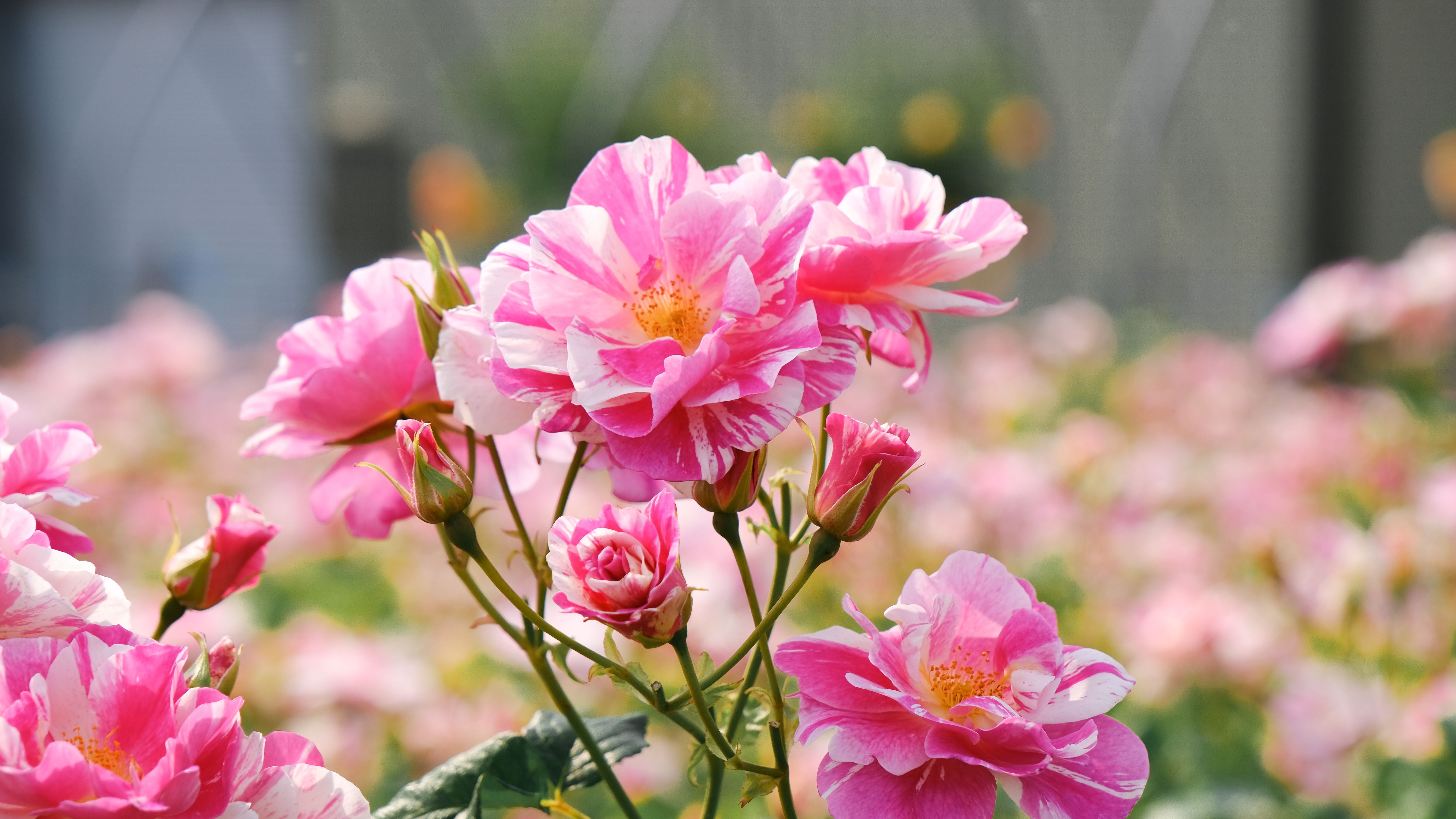 おすすめのバラ – David Austin Roses Japan