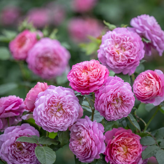 エマ・ブリッジウォーター™ 15L鉢苗 - Emma Bridgewater Potted 15L (Ausb44a16)