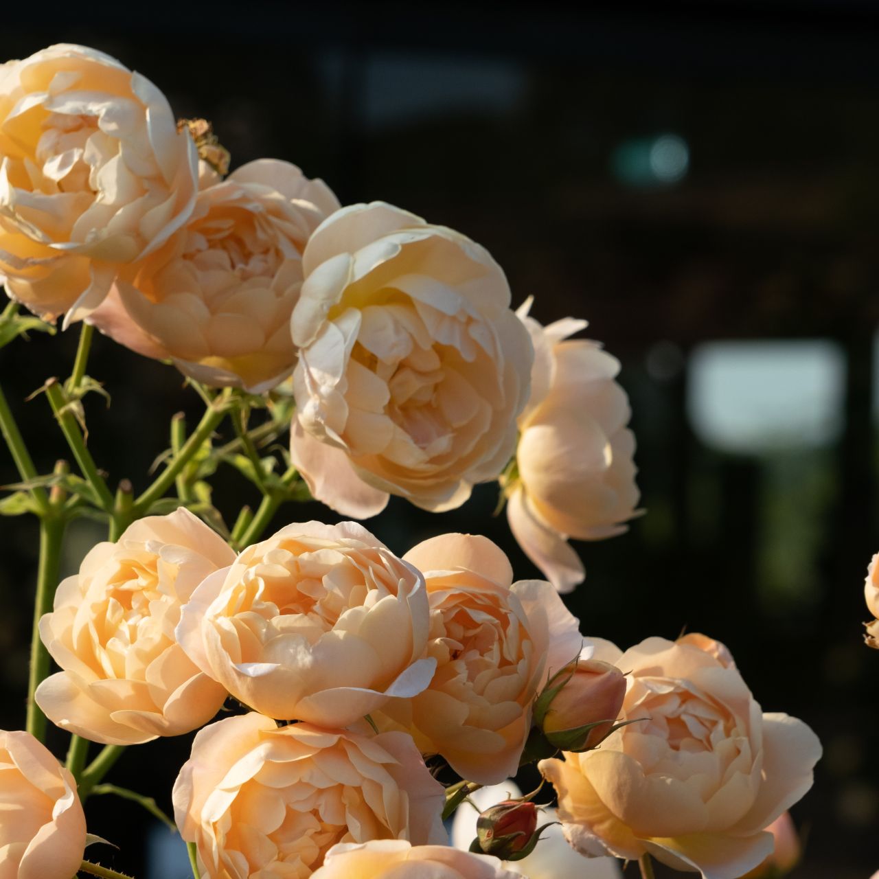 卓上のバラ David Austin Roses - バラ苗, バラ鉢, イングリッシュローズ