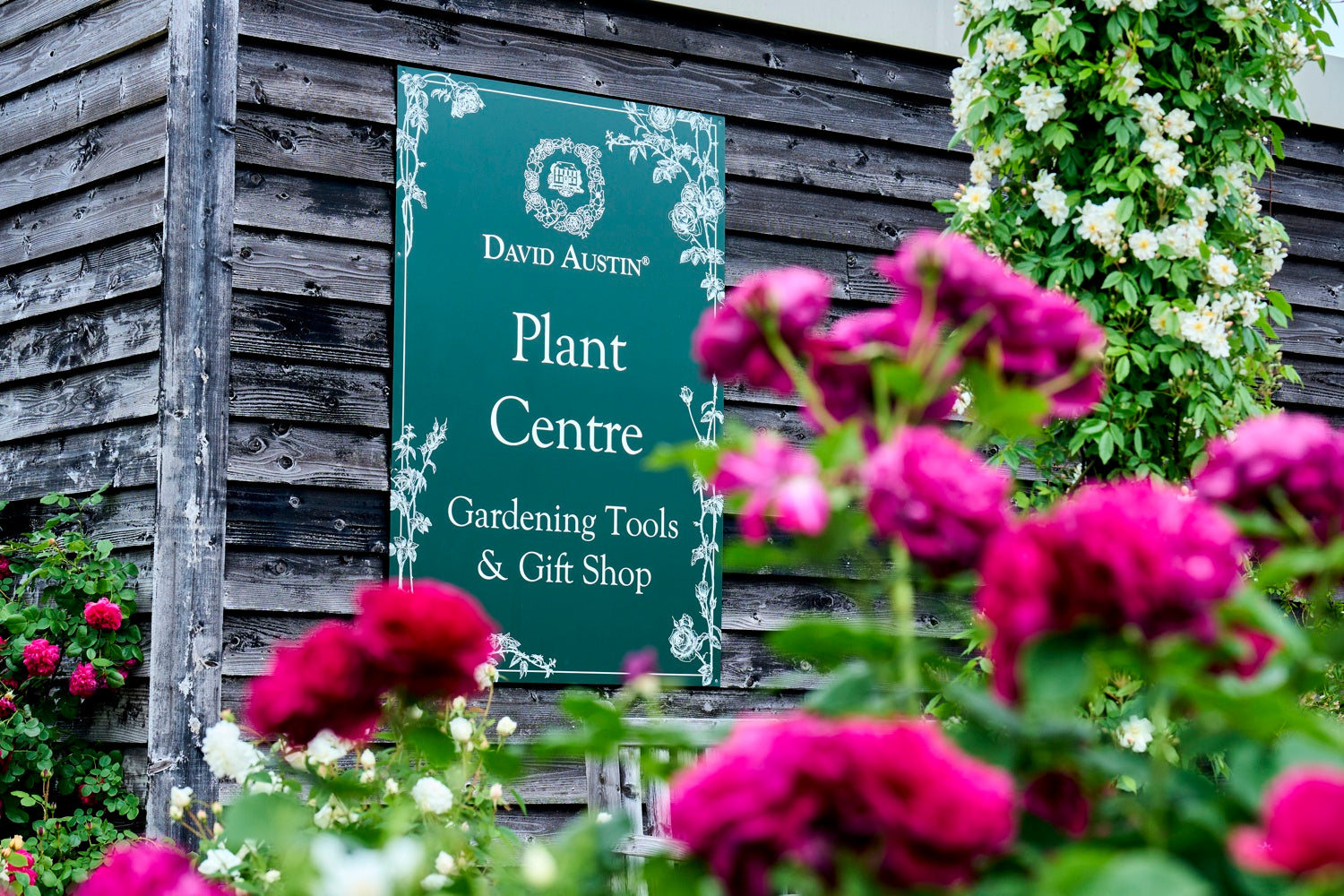 烏山バラ David Austin Roses - バラ苗, バラ鉢, イングリッシュローズ