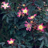 ロサ・グラウカ鉢苗 - Rosa glauca Potted (R. rubrifolia)