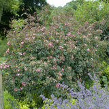 ロサ・グラウカ鉢苗 - Rosa glauca Potted (R. rubrifolia)