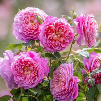 エマ・ブリッジウォーター™ 15L鉢苗 - Emma Bridgewater Potted 15L (Ausb44a16)