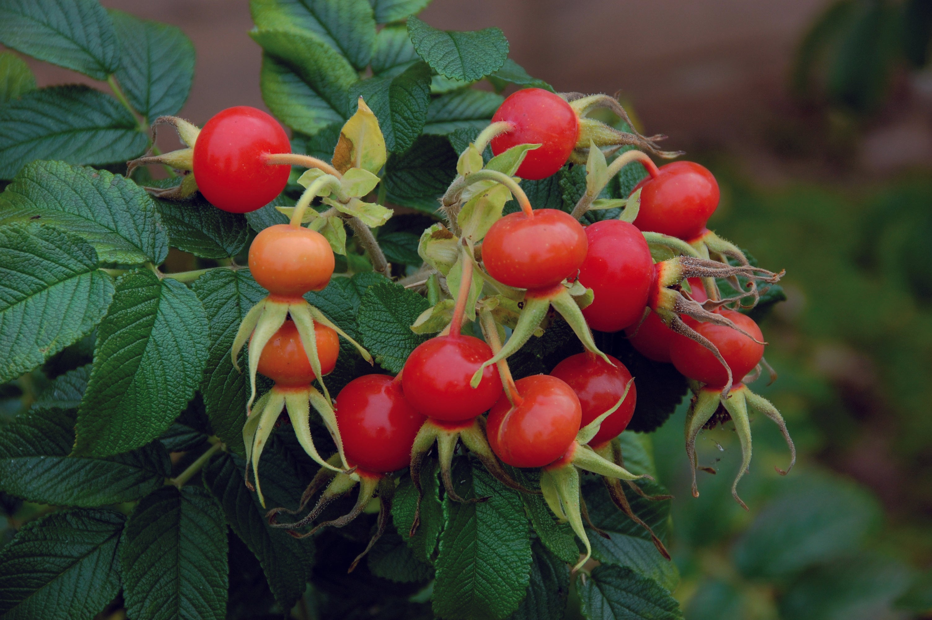 おすすめのバラ – David Austin Roses Japan