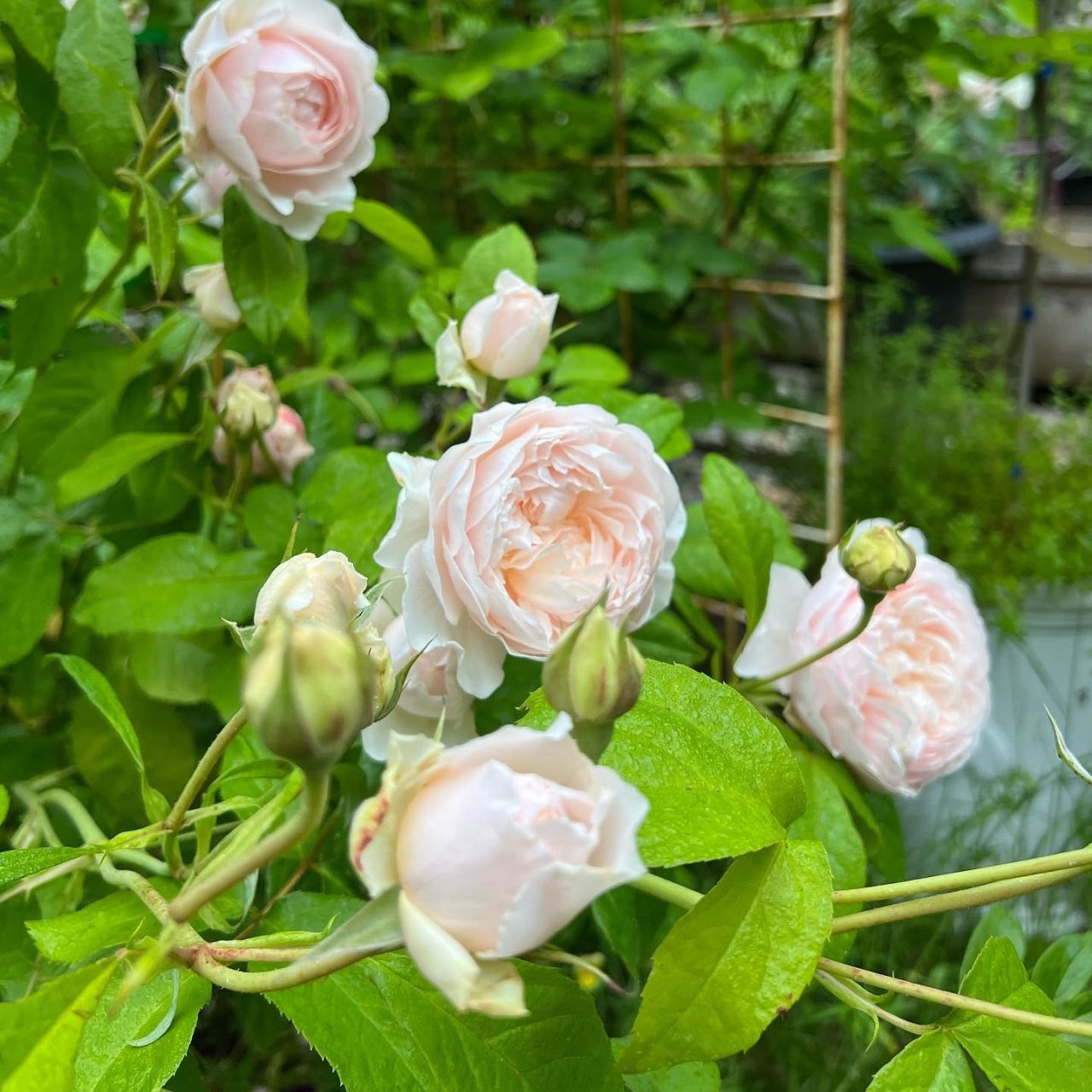 ウィンダミア鉢苗 - Windermere Potted (Aushomer) – David Austin