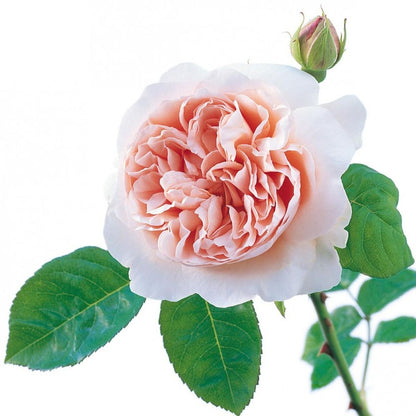 アンブリッジ・ローズ  - Ambridge Rose (Auswonder)