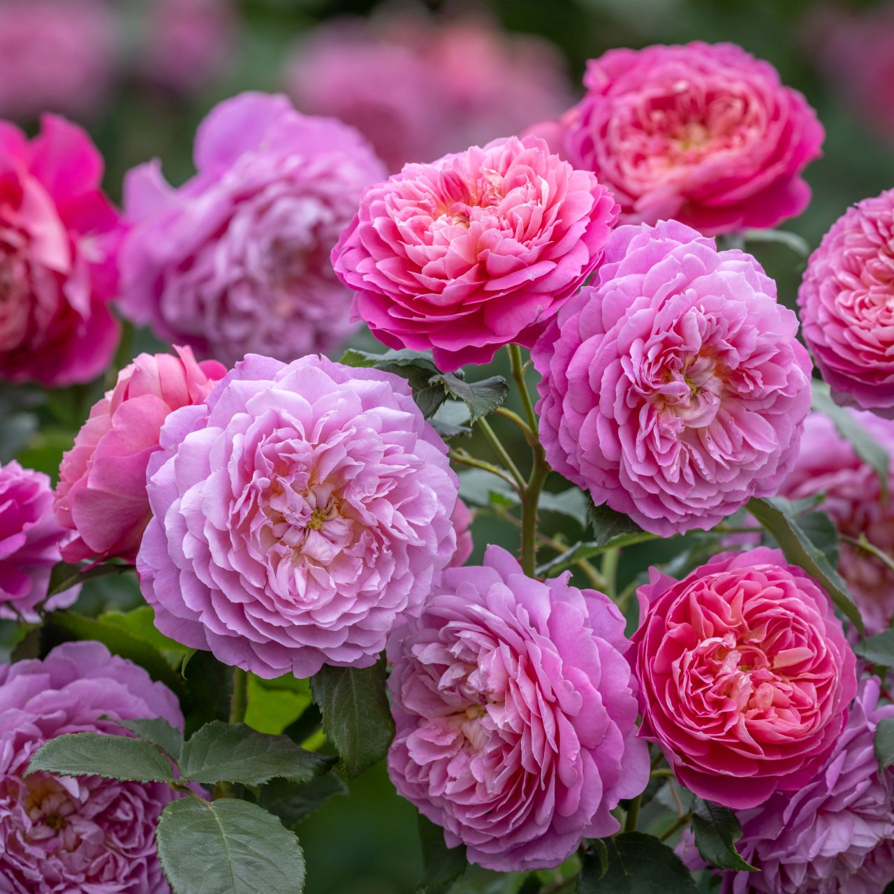 エマ・ブリッジウォーター™ 15L鉢苗 - Emma Bridgewater Potted 15L (Ausb44a16)