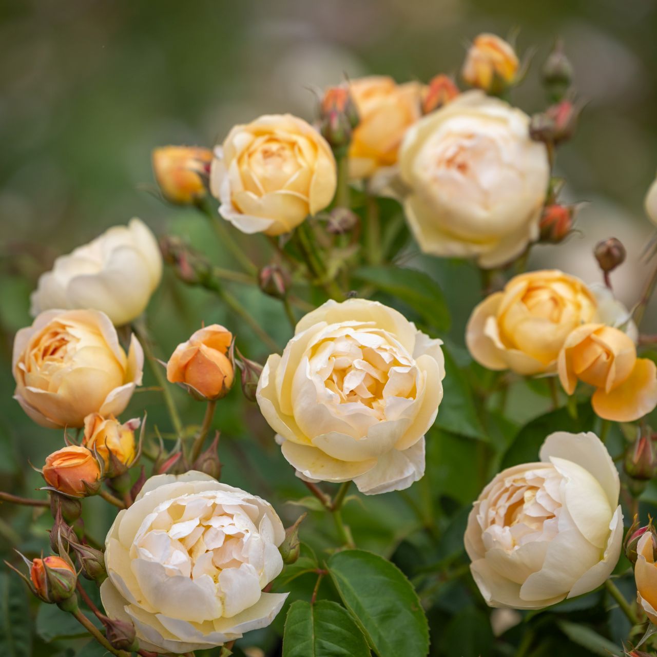 ダナヒュー 裸苗 - Dannahue (Ausa6b15) – David Austin Roses Japan