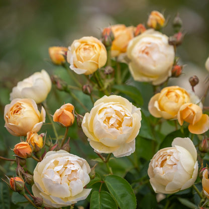 ダナヒュー 裸苗 - Dannahue (Ausa6b15)