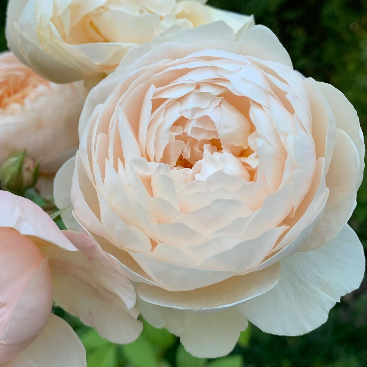 ウィンダミア - Windermere (Aushomer) – David Austin Roses Japan
