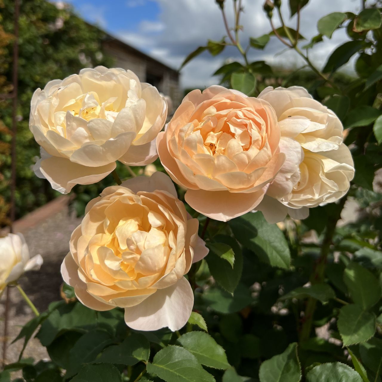 ダナヒュー 裸苗 - Dannahue (Ausa6b15) – David Austin Roses Japan