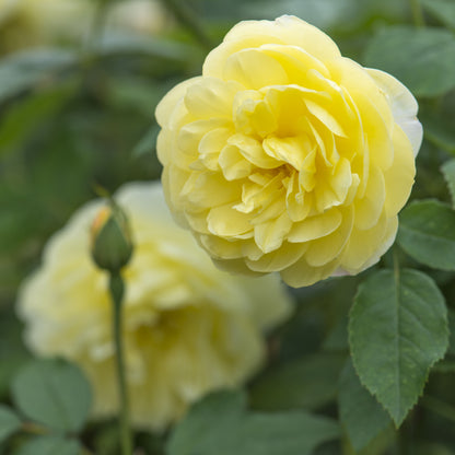 ブライス・スピリット鉢苗 - Blythe Spirit Potted (Auschool)