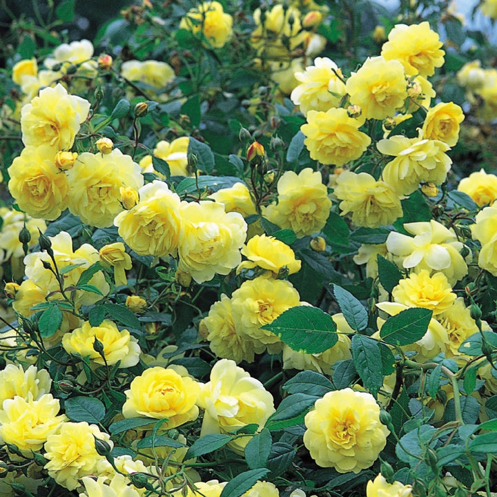 ブライス・スピリット15L鉢苗 - Blythe Spirit Potted 15L (Auschool)