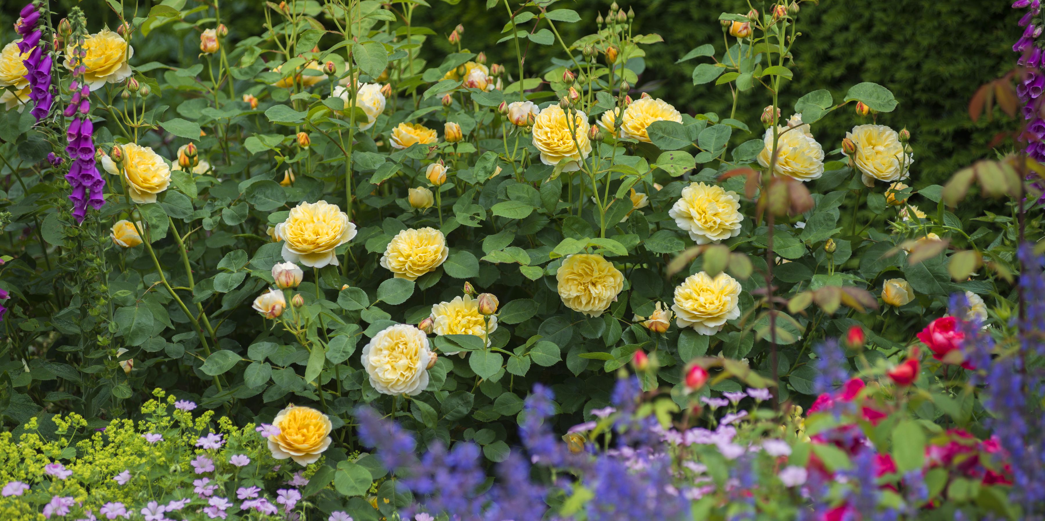 TIFFANY 小物入れ　イングリッシュローズ　ビンテージ TIFFANY 小物入れ イングリッシュローズ ビンテージ