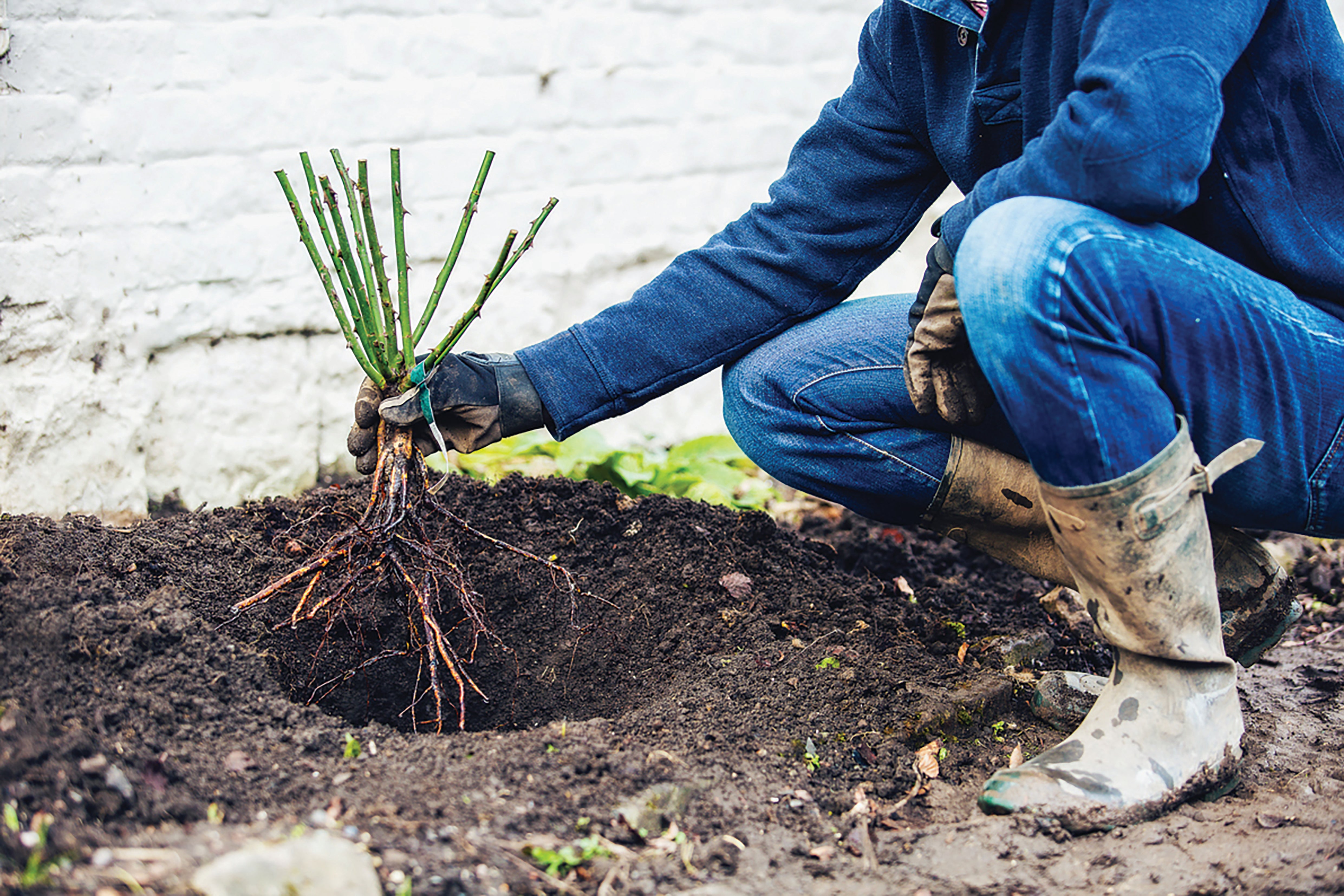 David Austin Roses - バラ苗, バラ鉢, イングリッシュローズ