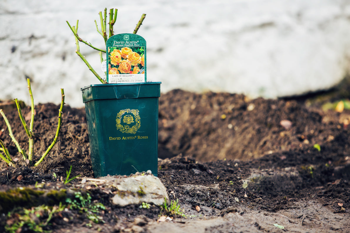 ロージン デュブ｜黒いバラ LaboratorioOlfattivo_NEROSA_1_