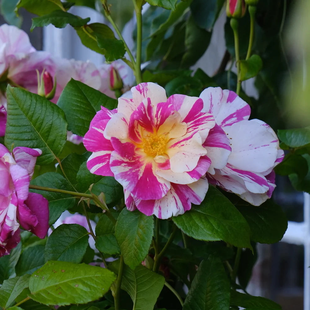 【ALBO】 薔薇のナプキンリング 6個【純銀】ヒルデスハイムローズ ALBO】 薔薇のナプキンリング 6個【純銀】ヒルデスハイムローズ