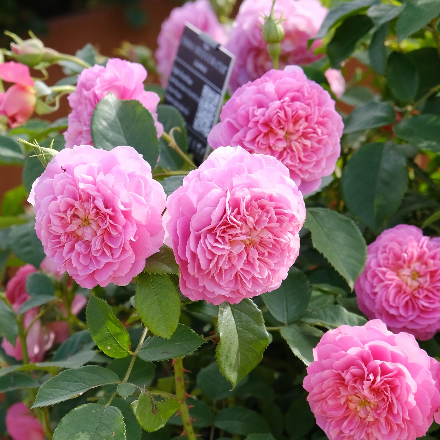 エマ・ブリッジウォーター 鉢苗 - Emma Bridgewater Potted (Ausb44a16)