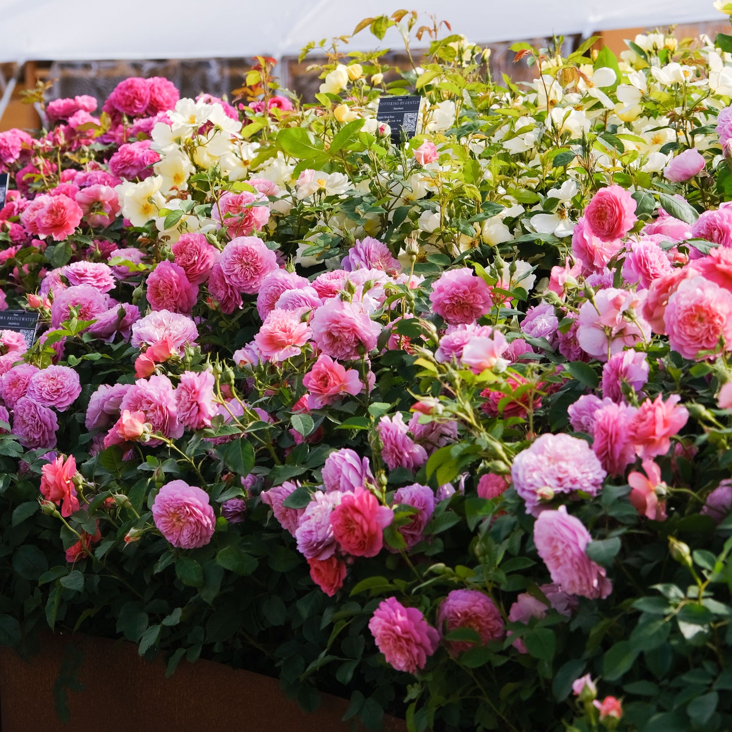 エマ・ブリッジウォーター 鉢苗 - Emma Bridgewater Potted (Ausb44a16)