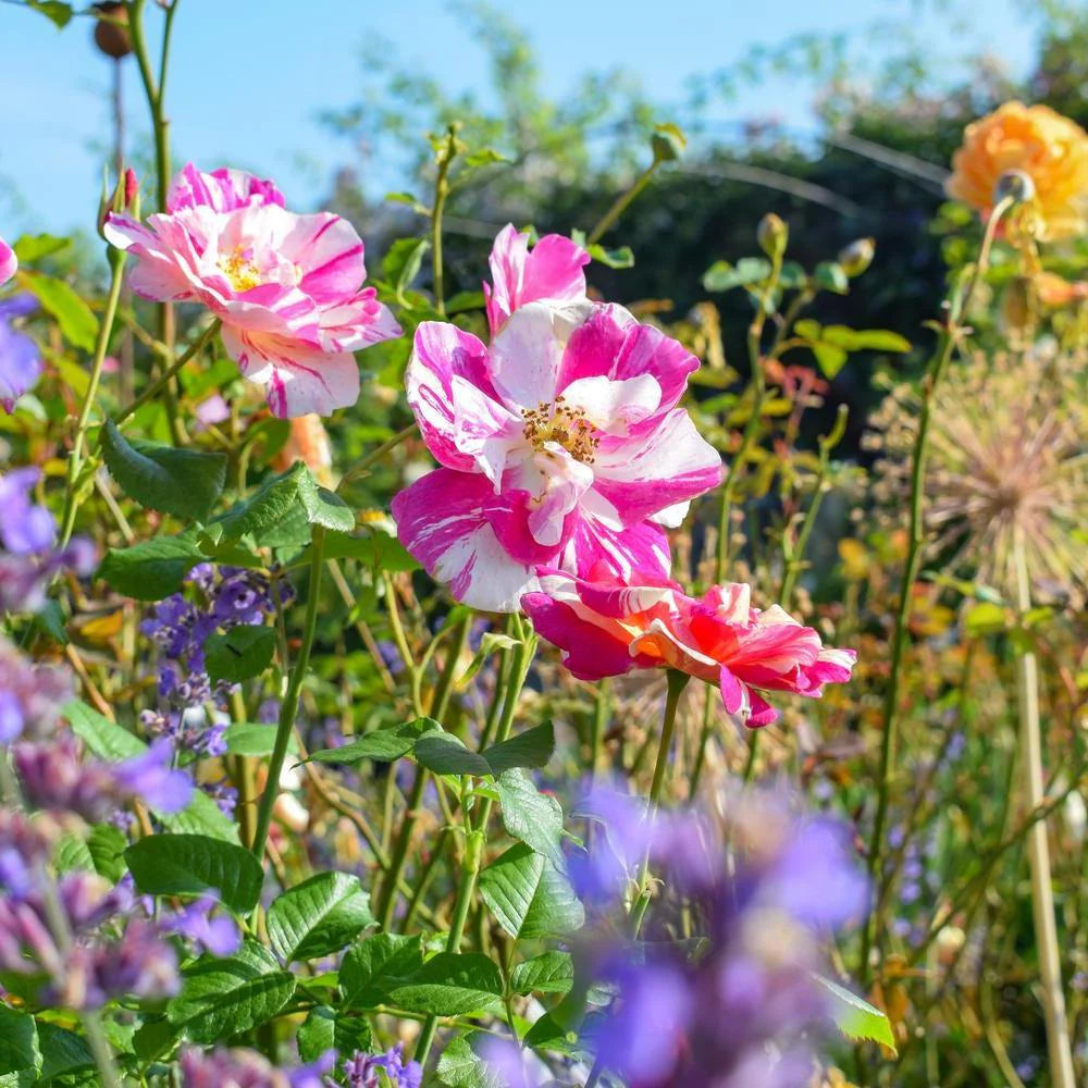 David Austin Roses - バラ苗, バラ鉢, イングリッシュローズ