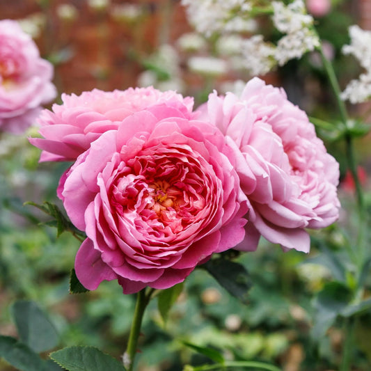 鉢苗 – David Austin Roses Japan